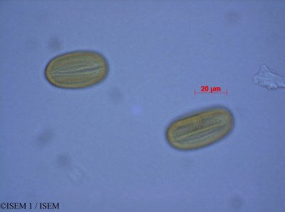 ISEM 1/Dalea_astragalina_28093/Dalea_astragalina_28093_0001(copy)_thumb.jpg